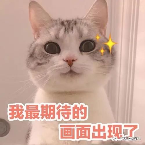 猫咪