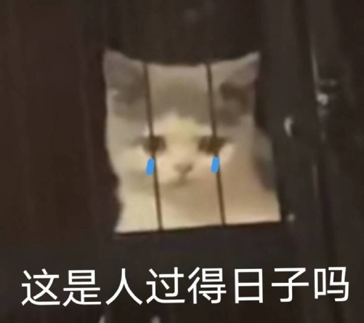 猫猫表情包 这是人过的日子吗