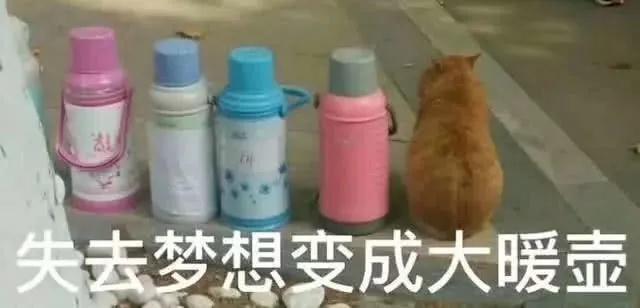 猫咪表情包失去梦想系列 失去梦想变成大暖壶。