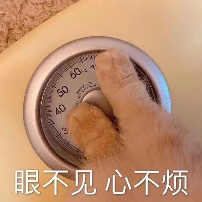 猫咪表情包 眼不见心不烦，体重秤