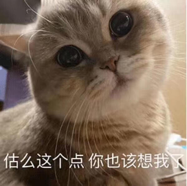 猫咪表情包 这个点儿估摸着你也该想我了