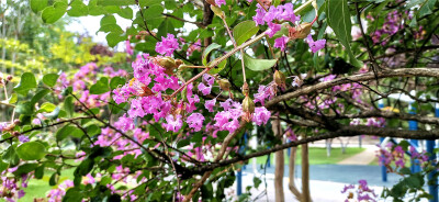 “盛夏绿遮眼，此花红满堂”。步入6月以来，吉安后河边上的紫薇花开正艳，美不胜收。