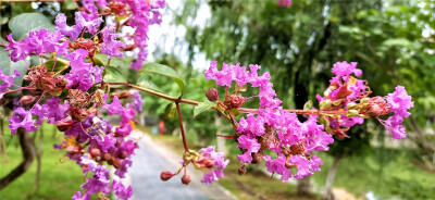 “盛夏绿遮眼，此花红满堂”。步入6月以来，吉安后河边上的紫薇花开正艳，美不胜收。