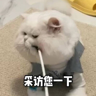 可爱表情包‖ 球球在线憨憨
