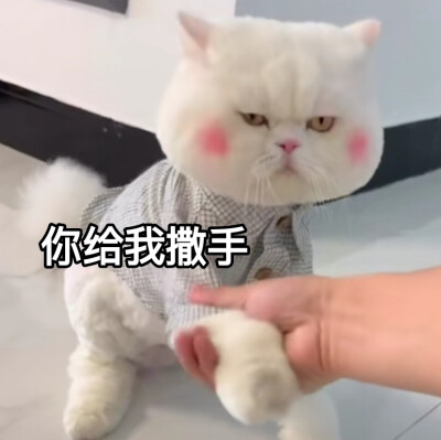 可爱表情包‖ 球球在线憨憨
