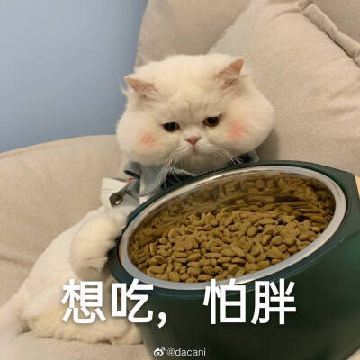 可爱表情包‖ 球球在线憨憨
