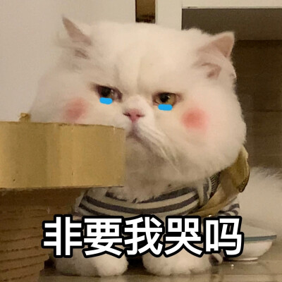 可爱表情包‖ 球球在线憨憨
