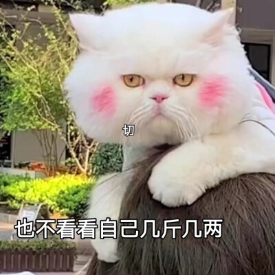 可爱表情包‖ 球球在线憨憨
