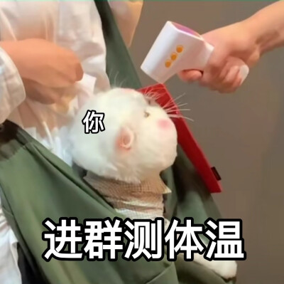 可爱表情包‖ 球球在线憨憨
