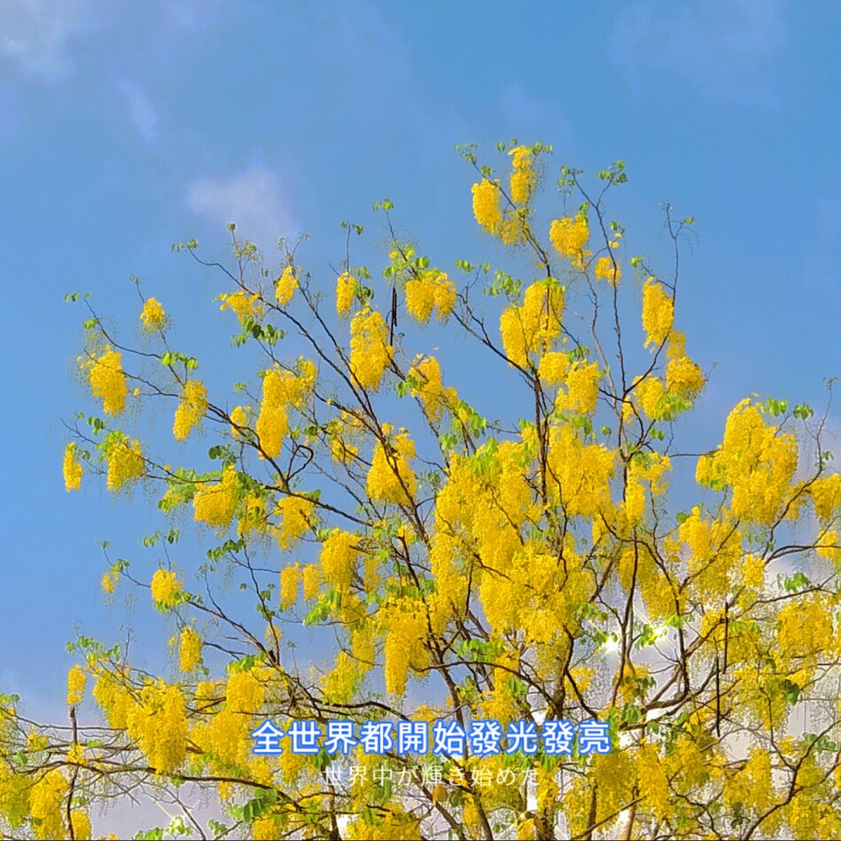 夏天的风我永远记得