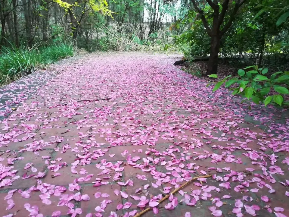 花瓣