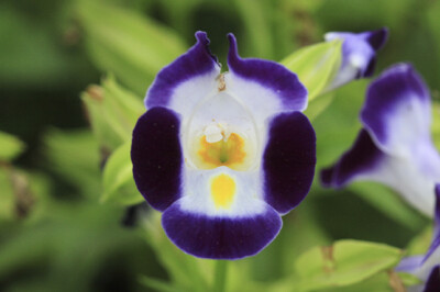 夏堇，玄参科倒地蜈蚣属（或蓝猪耳属或夏堇属，不同的说法）。学名：Torenia fournieri。别名：又名蓝猪耳、蓝翅蝴蝶草。
花色有白、桃红、紫红或紫蓝，喉部有黄色斑点，花期极长，花期7—10月，为夏季花卉匮乏时…