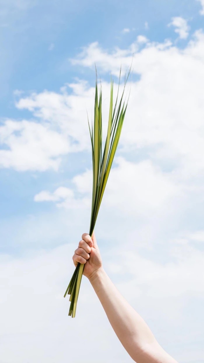 清新美好的季节