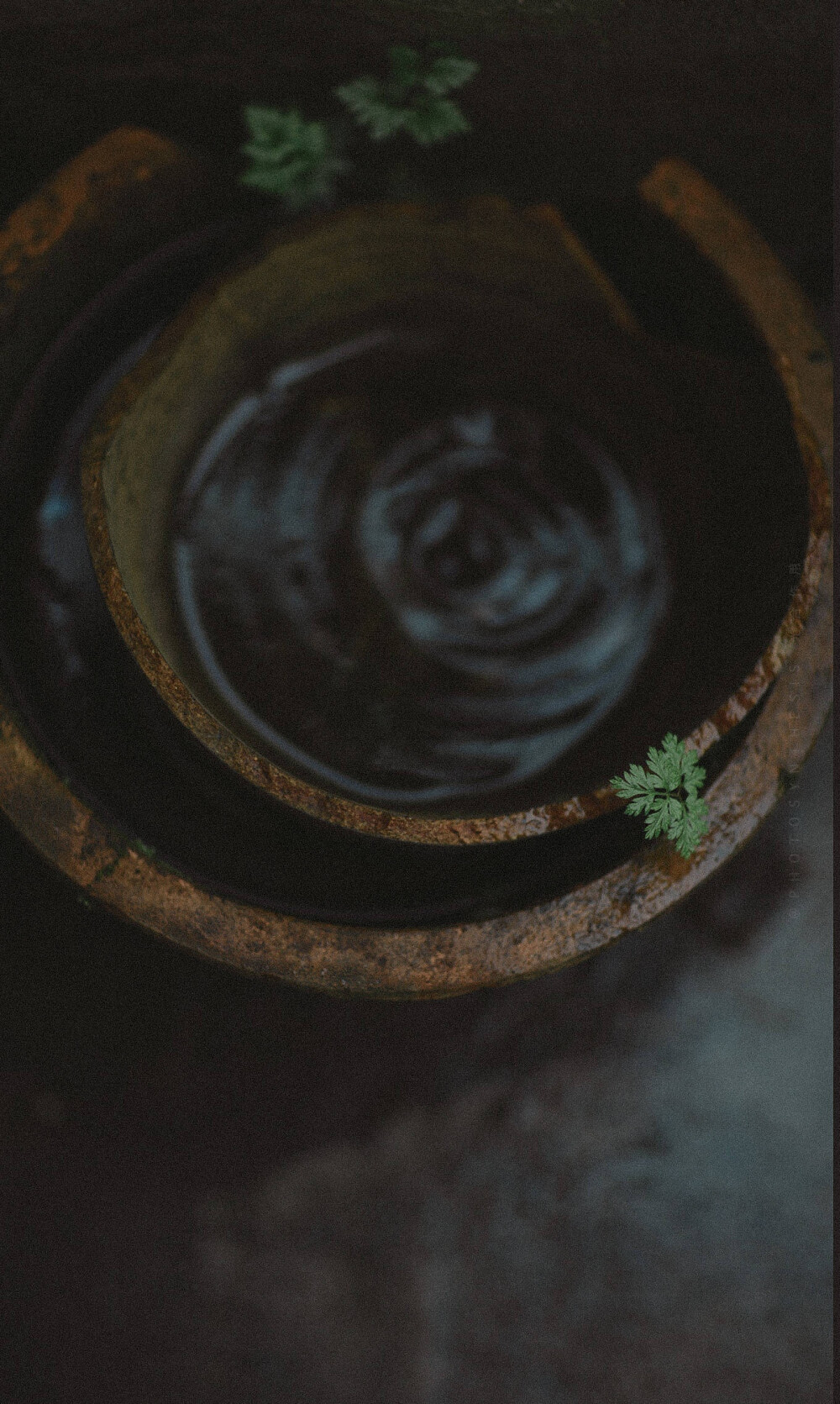 【原创】《解佩令.醉农家》
小桥流水，蒹葭翡翠。农家院、鸡鸣犬吠。垂柳门前，窗台处、懒猫憨睡。小鸡雏、忽群忽队。
篱旁茄紫，邻畦韭嫩，看瓜棚、黄瓜正脆。木架排排，绿莹莹、葡萄欲坠。令遊人、又痴又醉。
文/李国华
图/堆糖（订阅 @一诗一文 发现诗意生活、每天给你温暖陪伴 ）