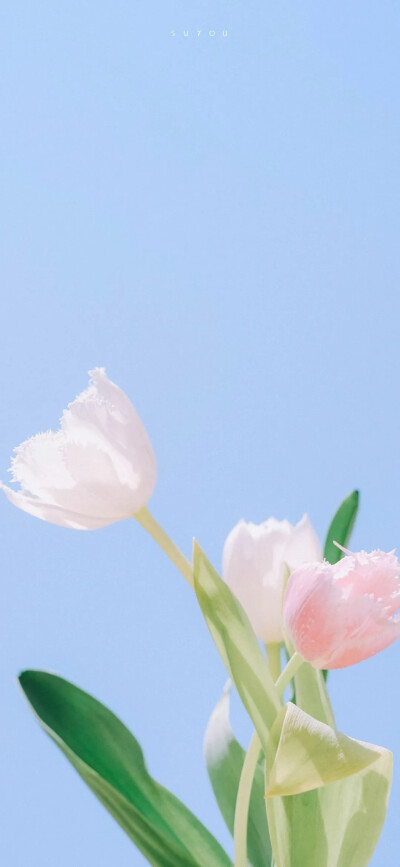 壁纸｜ 出现在别人的世界里要像一份礼物
公众号：莫拾
每日分享壁纸、头像、背景图、文案，分享温柔美好，期待与你相遇～