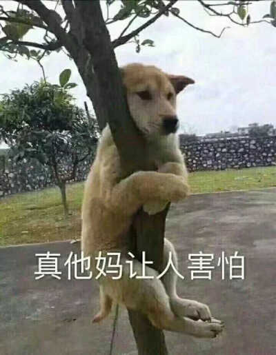 表情包