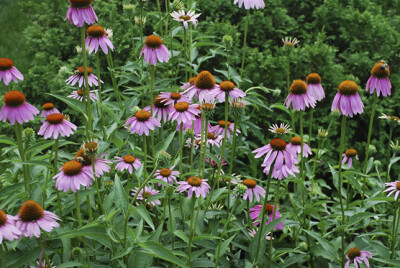 紫锥菊，菊科紫锥菊属多年生草本。学名： Echinacea purpurea。别名：紫锥花、紫花松果菊。花期从六月开始持续至十一月结霜期，较其它锥菊的花期长