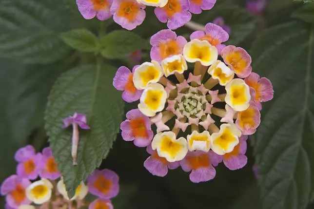 马樱丹，马鞭草科马樱丹属直立或蔓性灌木。
学名：Lantana camara。
马樱丹同马缨丹，别称五色梅、五龙兰、如意草、五彩花、臭草、臭金凤、五雷丹、五色绣球、变色草等，客家人称之为绵鼻公花。全年开花。
