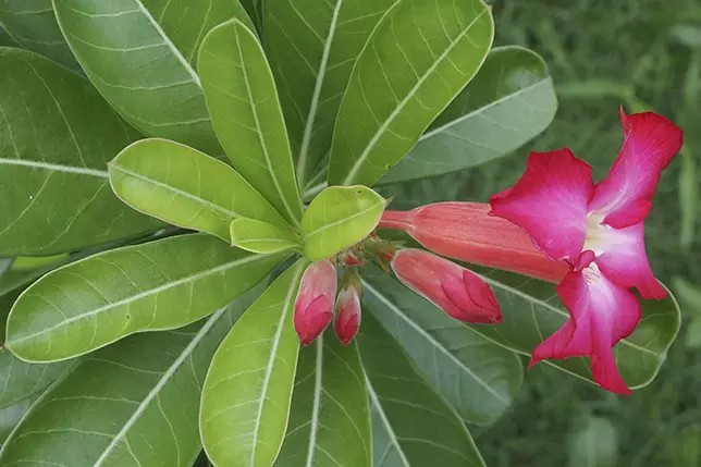 沙漠玫瑰，夹竹桃科天宝花属多年生肉质植物。
学名：Adenium obesum。
别名：天宝花、富贵花、沙红姬花、亚当花，在欧美地区常被称为沙漠蔷薇或沙漠杜鹃。
