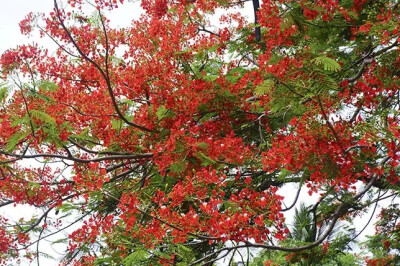 凤凰木，为豆科凤凰木属的植物。
学名：Delonix regia
别名：红花楹树、凤凰树、火树、红花楹 、影树等。
