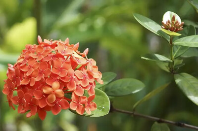 龙船花，为茜草科龙船花属植物。
学名：Ixora chinensis
別名：英丹、仙丹花、百日红等。
