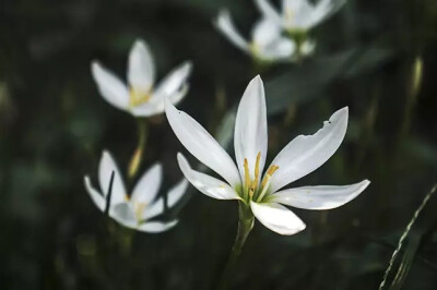 葱兰，石蒜科葱莲属多年生草本植物
学名：Zephyranthes candida
别名：葱莲、玉帘、白花菖蒲莲、韭菜莲、肝风草等。
