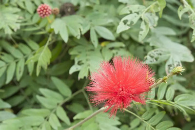 朱缨花，为含羞草科（或豆科）朱缨花属的植物。
学名：Calliandra haematocephala
别名：美蕊花、美洲欢、红绒球等
