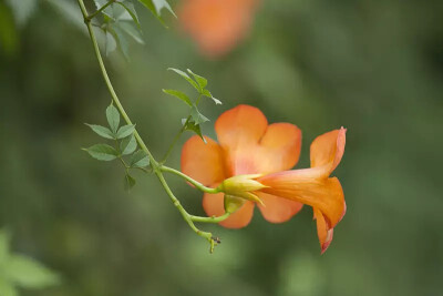 凌霄，紫葳科凌霄属攀援藤本植物。
学名：Campsis grandiflora
別名：紫葳、红花倒水莲、倒挂金钟、上树龙、堕胎花、藤萝花等。
