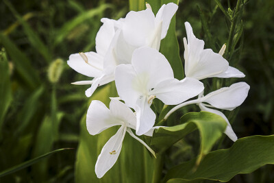 黄白姜花，姜科姜花属多年生宿根芳香的草本植物。
学名：Hedychium chrysoleucum
别名：峨眉姜花、蝴蝶百合等。
