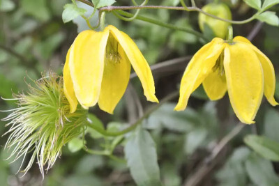 甘青铁线莲，毛茛科铁线莲属落叶藤本。
学名：Clematis tangutica
