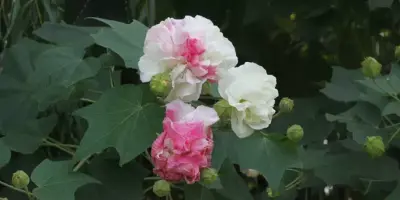 木芙蓉，锦葵科木槿属落叶灌木或小乔木。
学名：Hibiscus mutabilis
别名：芙蓉花、拒霜花，木莲，地芙蓉，华木
