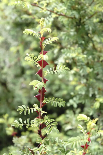 扁刺峨眉蔷薇，蔷薇科蔷薇属落叶灌木。
学名：Rosa omeiensis f. pteracantha
