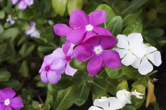 长春花，夹竹桃科长春花属植物。
学名：Catharanthus roseus
别名：金盏草、四时春、日日新、雁头红、三万花等
