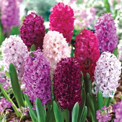 风信子，百合科风信子属多年生草本植物。
学名：Hyacinthus orientalis
别名：洋水仙，五色水仙等。
