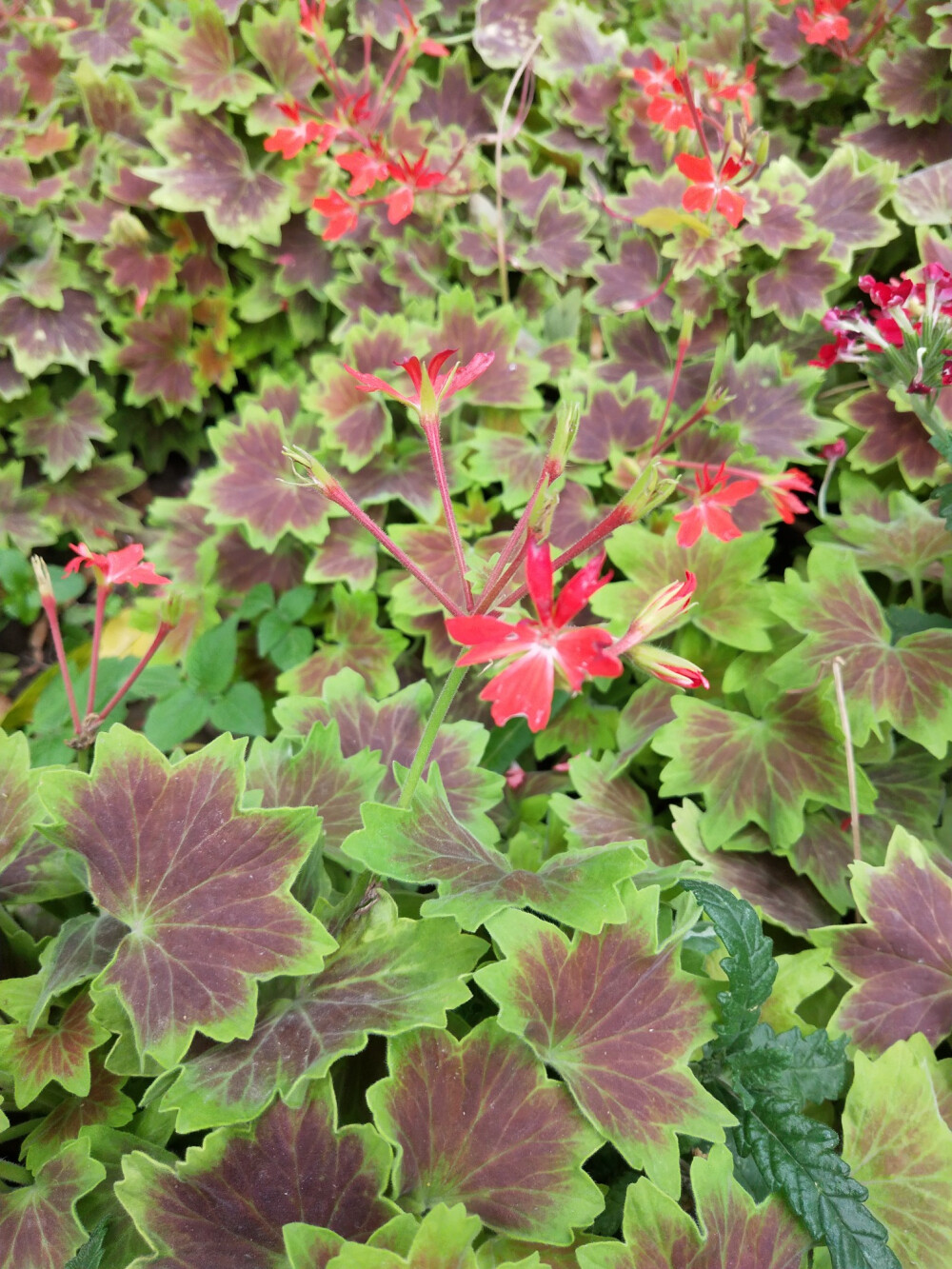 天竺葵 6.11 文瀛公园