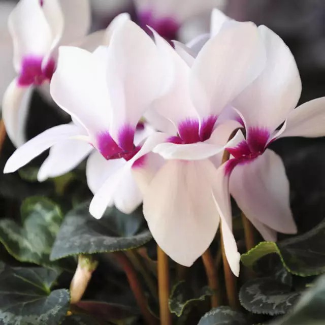 仙客来，报春花科仙客来属多年生草本植物。
学名：Cyclamen persicum
别名：萝卜海棠、兔耳花、兔子花、一品冠、篝火花、翻瓣莲等。
