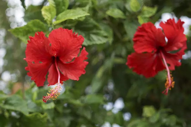 朱槿，锦葵科木槿属常绿灌木。
学名：Hibiscus rosa-sinensis
又名：扶桑、佛槿等。由于花色大多为红色，所以中国岭南一带将之俗称为大红花。
