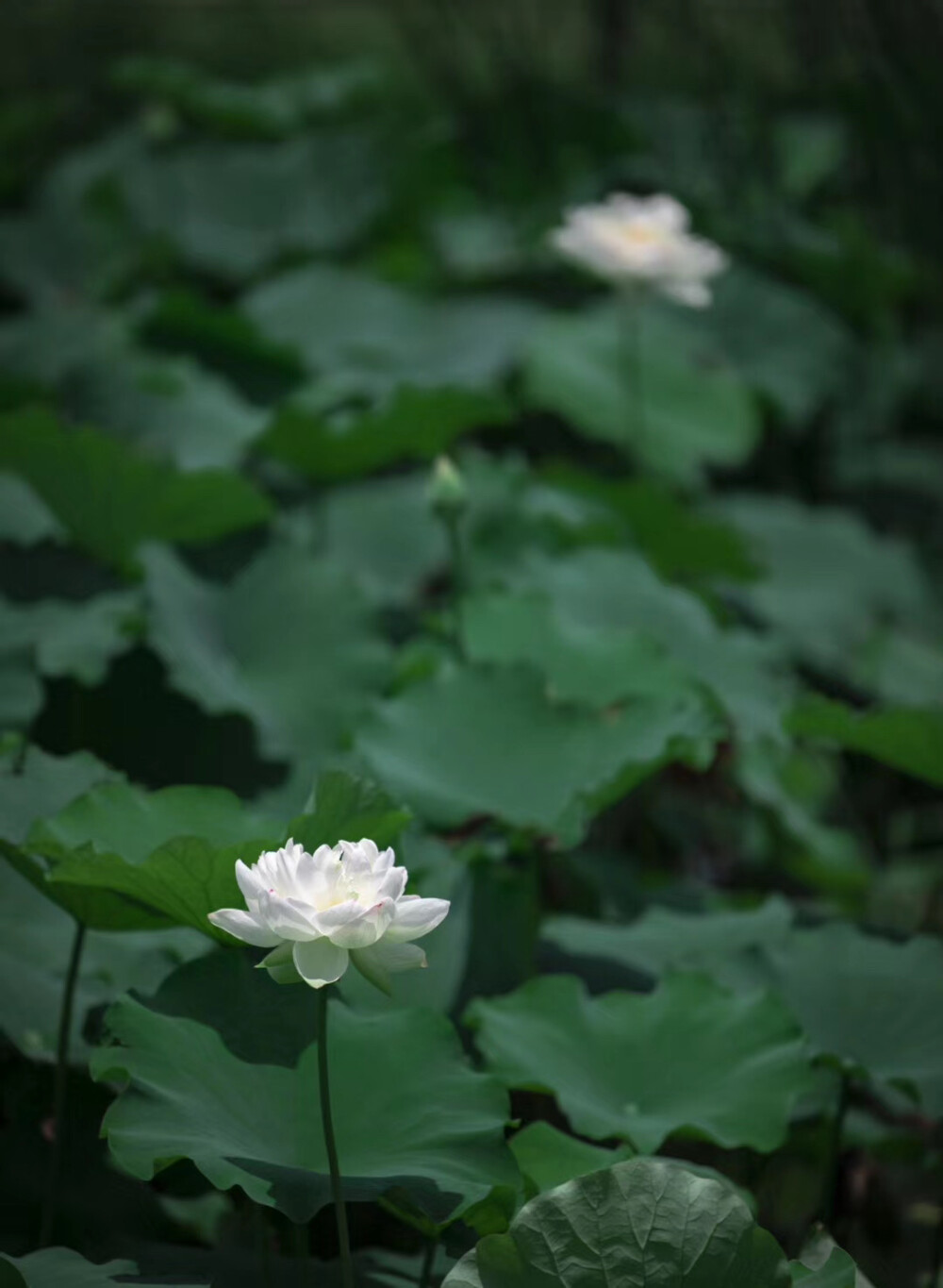 荻浦花海