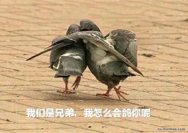 咕咕表情包 高清图片，堆糖，美图壁纸兴趣社区 