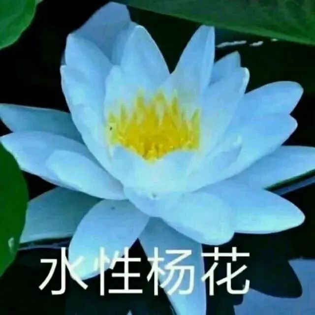 莲花头像