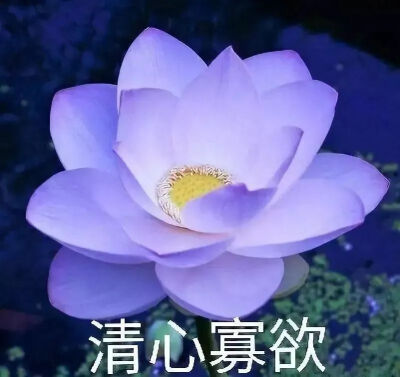 莲花头像