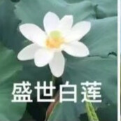 莲花头像