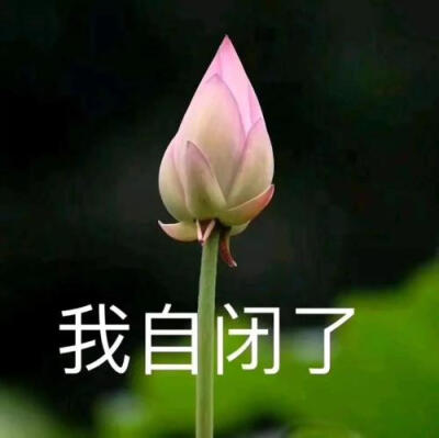 莲花头像