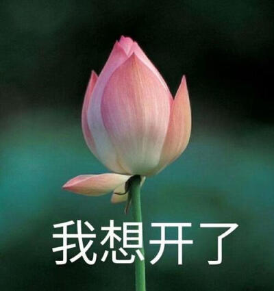 莲花头像