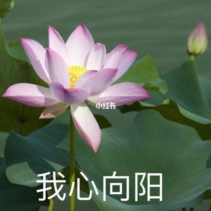 莲花头像