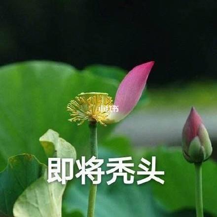 莲花头像