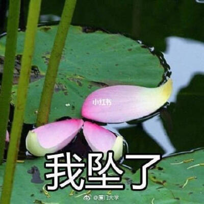 莲花头像