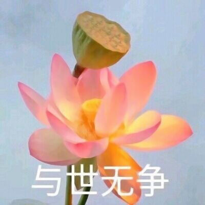 莲花头像