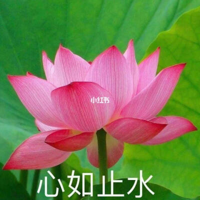 莲花头像