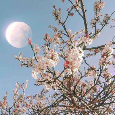 浪漫超仙背景图
樱花和梦幻天空
